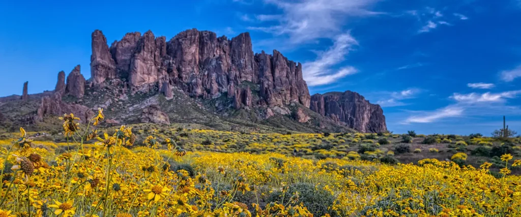 Superstition Mountains and desert wildflowers near the East Valley of Phoenix Arizona